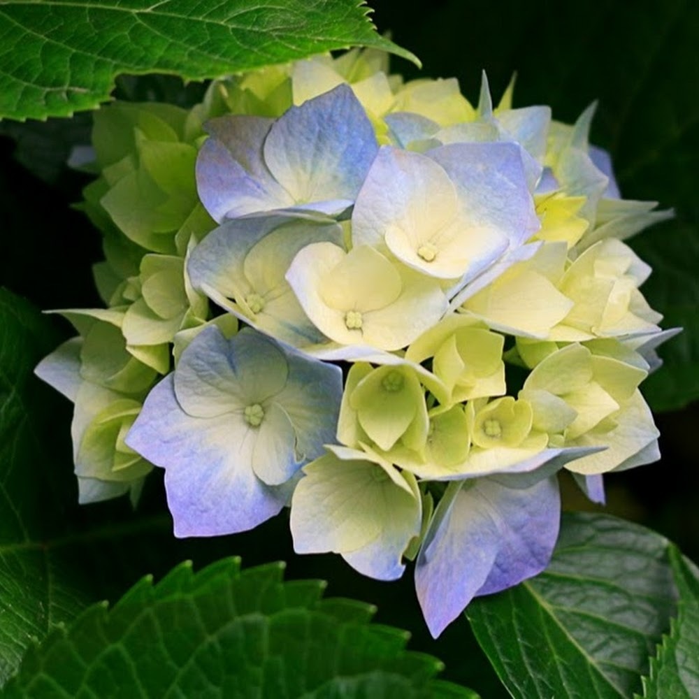 Meet your Posher, Tanya